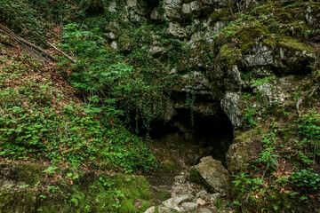 overgrown cave with a source of water in the nature