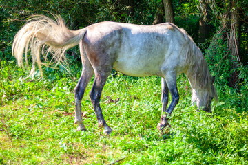 Wild mare grazing . White horse on the grassland 