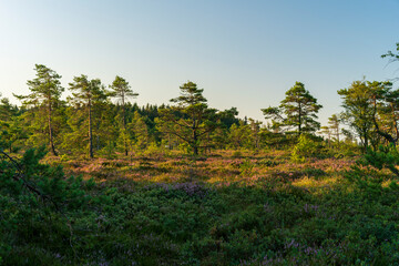 Das Naturschutzgebiet 