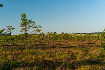 Das Naturschutzgebiet "Schwarzes Moor" im Morgenlicht, Biosphärenreservat Rhön, Unterfranken, Franken, Bayern, Deutschland