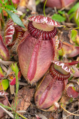 single pitcher of the rare and endemic carnivorous plant Cephalotus follicularis, the Albany...