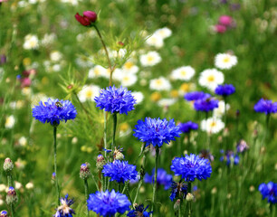 kornblumen   bunte blumenwiese
