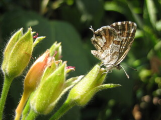 Butterfly on the wildflower	
