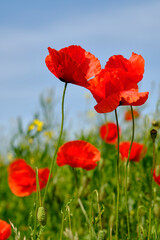 Mohnfelder im Abendlicht