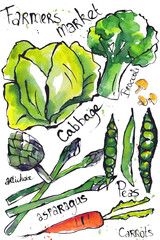 Vegetables on a white background, sketches, colored drawings, farmers market, cabbage, greens, healhy