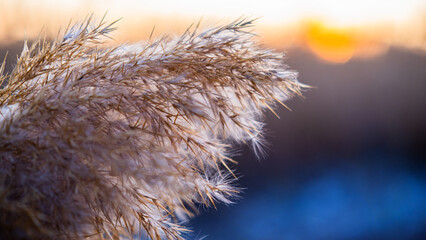 Dry reed on the lake, reed layer, reed seeds. Golden reed grass, pampas grass. Abstract natural background. Beautiful pattern with neutral colors. Minimal, stylish, trend concept