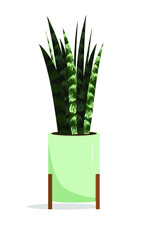 Home plant in a pot on a white background. Sansevieria. Vector