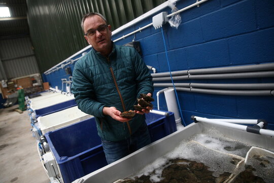 Martin Laity, director of Sailors Creek Shellfish, a shellfish exporter, shows oysters caught from the Fal Estuary