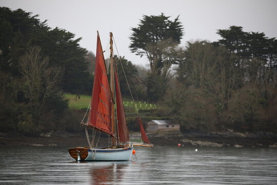 A traditional, sail-powered oyster fishing boat dredges for oysters in the Fal Estuary