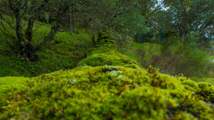 Fototapeta na wymiar Moss on the rock on a wall between trees in the forest