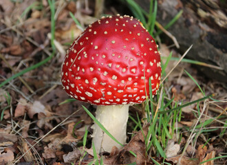Fliegenpilz - Fly amanita