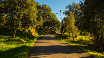 Path between trees with lamppost