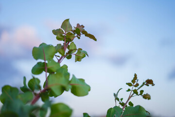 pistachio trees with blue sky