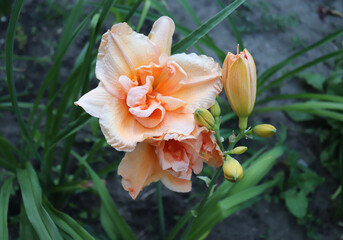 Peach Magnolia.Luxury flower daylily in the garden close-up. The daylily is a flowering plant in the genus Hemerocallis. Edible flower.