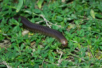 A millipede of the Julidae family, Eastern Crimea, the Black Sea coast.