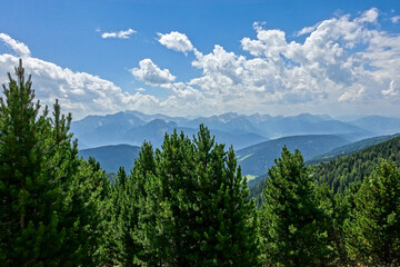 Beautiful pine trees on background high mountains.