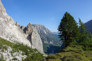 Summer mountain landscape with big fir tree background