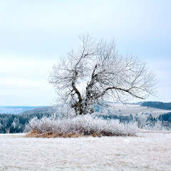 Winterlicher Baum Hochrhön Franken Bayern Winterwunderland