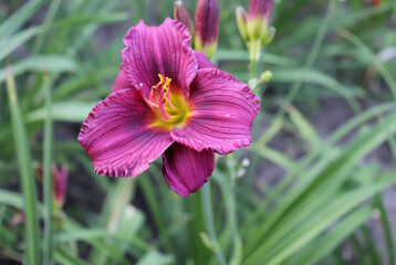 Fototapeta premium Purple D'oro.Luxury flower daylily in the garden close-up. The daylily is a flowering plant in the genus Hemerocallis. Edible flower.
