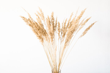 Dried flowers in a glass vase with an empty light wall for minimalist decor.