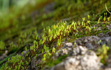 Moss growing on the stone in Winter,Nature Background,green wallpaper,Natural life,Wildlife,Italian garden.moss on the rock