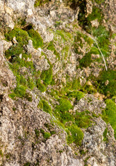 Moss growing on the stone in Winter,Nature Background,green wallpaper,Natural life,Wildlife,Italian garden.moss on the rock