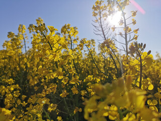 Rapsfeld im Sommer