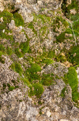 Moss growing on the stone in Winter,Nature Background,green wallpaper,Natural life,Wildlife,Italian garden.moss on the rock