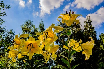 Beautiful and large flowers of yellow lily in the rays of the midday summer sun.