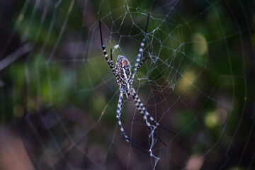 Spider