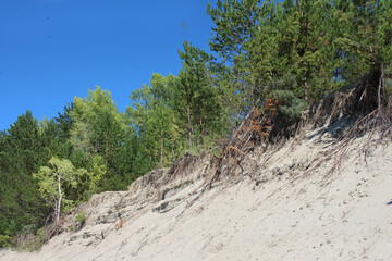 Fototapeta na wymiar sandy cliff on the beach with trees collapsed