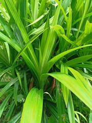 close up of a green plant