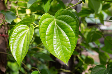 Fresh green leaves of betel plant growing in graden