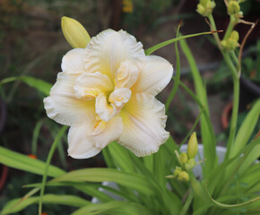 Fototapeta na wymiar Schnickel Fritz.Luxury flower daylily in the garden close-up. The daylily is a flowering plant in the genus Hemerocallis. Edible flower.