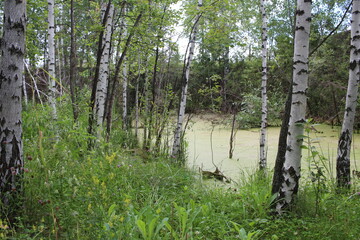 Obraz premium swampy pond with mud in the swamp quagmire