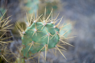 cactus in the desert of green color with yellow spikes