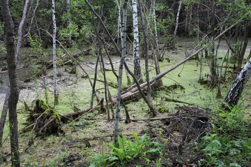 swampy pond with mud in the swamp quagmire in the impenetrable forest