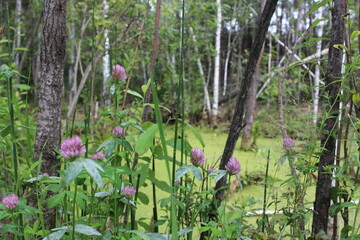 swampy pond with mud in the swamp quagmire in the impenetrable forest with flowers