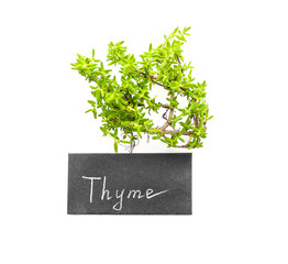 Fresh green thyme on white background