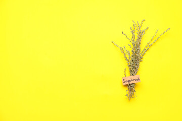 Obraz premium Aromatic sagebrush on color background