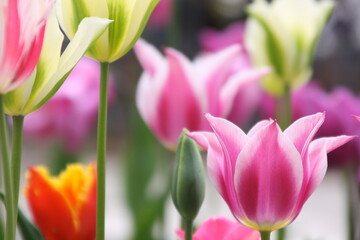 色とりどりのチューリップ