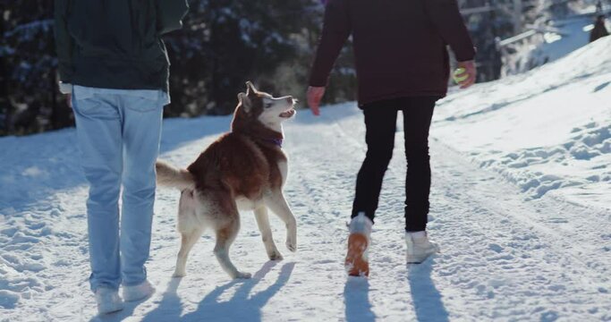 Happy family on winter vacation walking through white woods on snow covered surface with Siberian husky dog. Winter holidays. Family couple with pet.