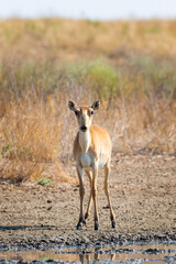 Wild female Saiga antelope or Saiga tatarica in steppe