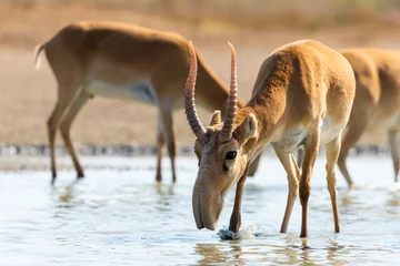 Fototapeten Antilope Wilde männliche Saiga-Antilopen oder Saiga tatarica in der Steppe  © rostovdriver