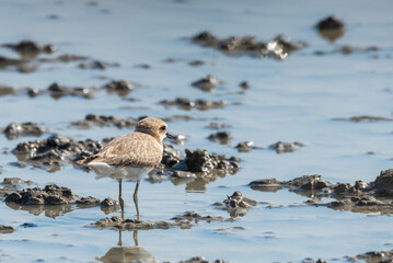 Kentish Plover or Charadrius alexandrinus