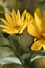 Jerusalem artichoke in a backyard garden on a summer day in Potzbach, Germany. 