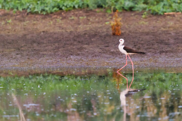 Black-winged Stilt feeding at eye level in natural pond