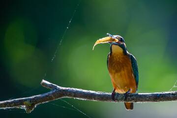 Kingfisher or Alcedo atthis perches with prey on branch