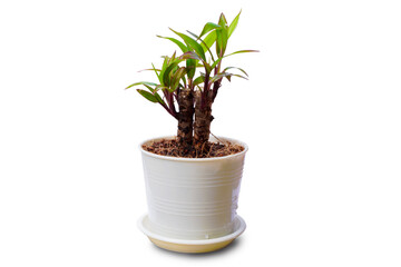 Dragon plant in white pot isolated on white background , small plant that with lucky meaning suitable for desk at work