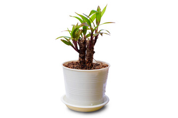 Obraz premium Dragon plant in white pot isolated on white background , small plant that with lucky meaning suitable for desk at work